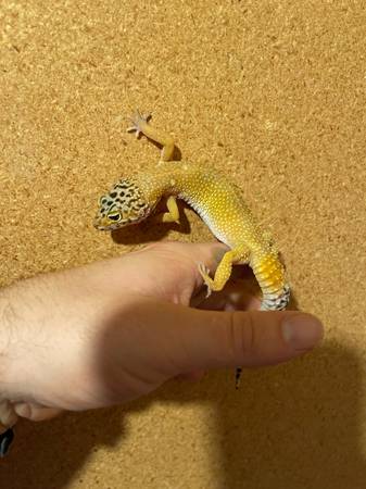 Hembra de gecko leopardo adulta, tarifa de reubicación $35 OBO (Omaha)63670824490627123