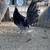 Gallos 17 thumbnail