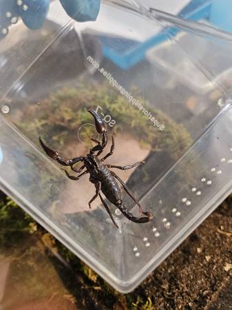Asain Forest Scorpion (Arvada)63679587578497120