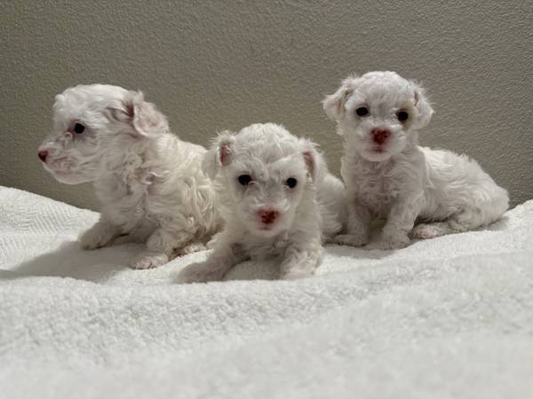Rehoming my mini poodles 1