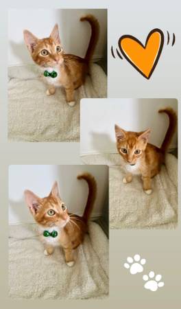 Orange Tabby Cat64054492801538120