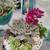 New succulent  arrangements 1 thumbnail