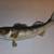 Walleye Taxidermy 31 inch 1 thumbnail