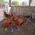 Chickens/Gallinas 4 thumbnail