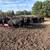 BRED COWS 1 thumbnail