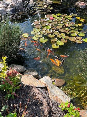 Free Pond Fish (Goldfish & Brown Carp Hybrids) – NOT KOI (Charlotte)63927795206146120