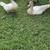 Muscovy Ducks 1 thumbnail