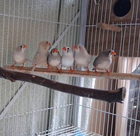 Zebra finches (Harker Heights)63898901825667124