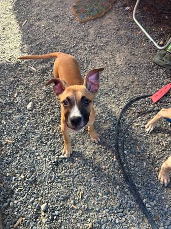 Cachorro de 4 meses necesita hogar63816038337155120