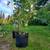 Fall Perennial Plant Sale 3 thumbnail