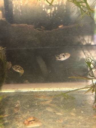 Rehoming Freshwater Dwarf Puffer fish (Kent)63862434888067122