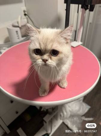 Cat need home (Federal Way)64293518190978120