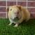 Guinea pig Male (Savethepetz) 15 thumbnail