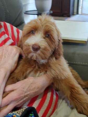 Lost doodle puppy (Raleigh)63980296980738120