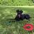 10mo Black Lab 2 thumbnail