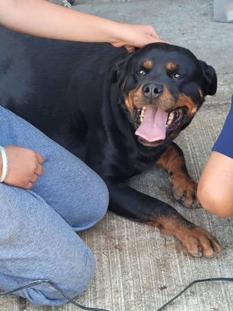 Female dog looking for forever home 1