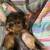MORKIE PUPPY 2 thumbnail