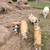 Kunekune 6 thumbnail
