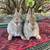 Baby dwarf bunnies 2 thumbnail