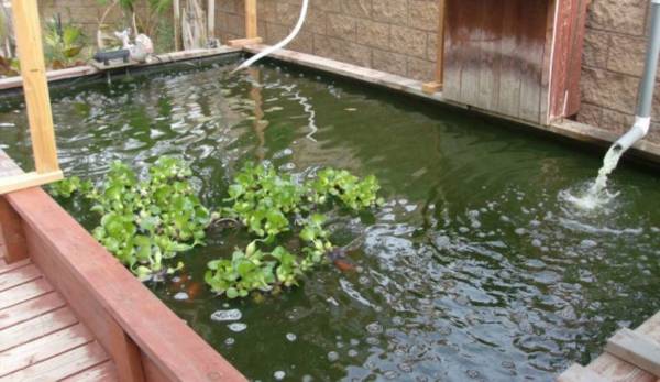 WE TAKE UNWANTED KOI 1