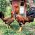 Gamefowl chicks / pollitos finos 1 thumbnail