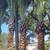 Palm Trees Wholesale prices with delivery and installation 6 thumbnail