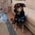 Lost Dog named Max (2nd street and La Vista) 3 thumbnail