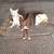 Border collie 2 thumbnail