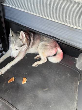 Full blooded husky looking for new home (Oklahoma city)63681487857923121