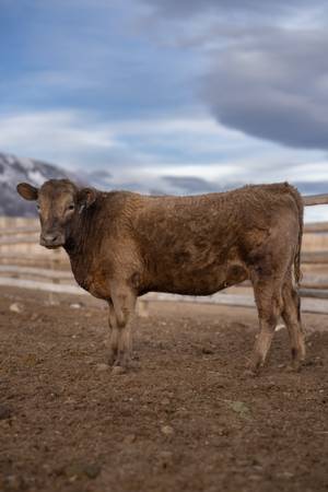 Registered Murray Grey Heifers 1