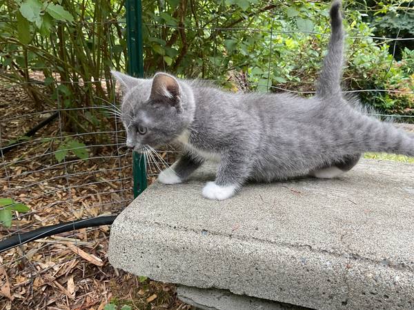 Kittens ready for a loving home (Bothell)63697527154049121