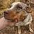 Texas Heeler - Farm / Cattle Dog 2 thumbnail