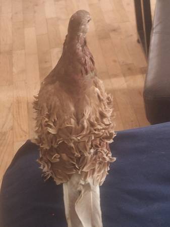 Friendly pigeons (Cullman al)64151734056963123