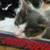 Big kittens! 6 thumbnail