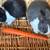 Bunnies 3 thumbnail