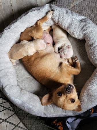 Missing female chihuahua (Westside Albuquerque)63406087253379121