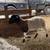 Dorper ram lambs 4 thumbnail