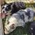 Corgis 5 thumbnail