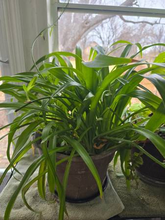 🪴Healthy Spider Plant🪴 1