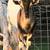Milk goats and milk stand 1 thumbnail