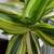 Green healthy plant in a ceramic pot, 3 thumbnail