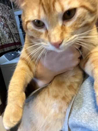 Orange Male Cat (Malaga)63761970815491124