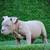 Micro Bully 3 thumbnail