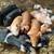 Heritage breed piglets 2 thumbnail