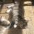Kittens! 1 thumbnail