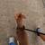 Girl pup 3 thumbnail