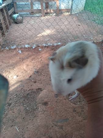 Guinna pigs 1