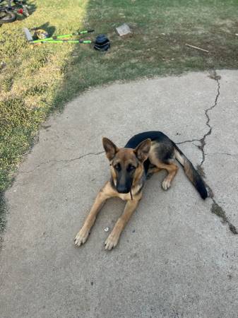 German shepherd in need of home 1