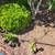 Landscape Experts - Drip Irrigation & Fruit Tree Care 13 thumbnail