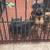 Rottweiler 1 thumbnail